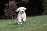 GOLDEN RETRIEVER 201